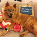 happy golden dog in glasses announces welcome to Sakai 12
