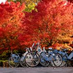 bright red and orange autumn leaves on trees behind tar heel bikes
