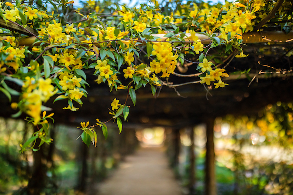 Bright yellow flowers draped over Coker Arboretum at U-N-C Chapel Hill campus
