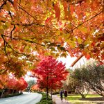 Two people walk while surrounded by brightly colored red, orange, and yellow leaves on campus at University of North Carolina at Chapel Hill