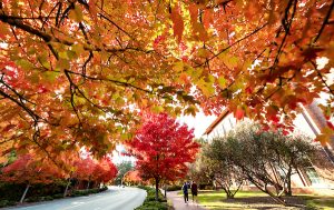 Two people walk while surrounded by brightly colored red, orange, and yellow leaves on campus at University of North Carolina at Chapel Hill